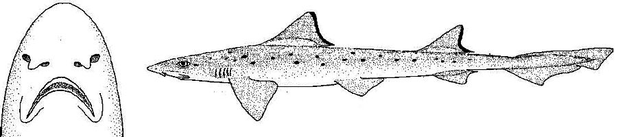 Mustelus punctulatus_01